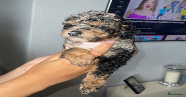 Mixed Breed dogs - Advert 13