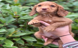 Cocker Spaniel dogs for sale: 2 Red working cocker spaniel puppies - Image 22