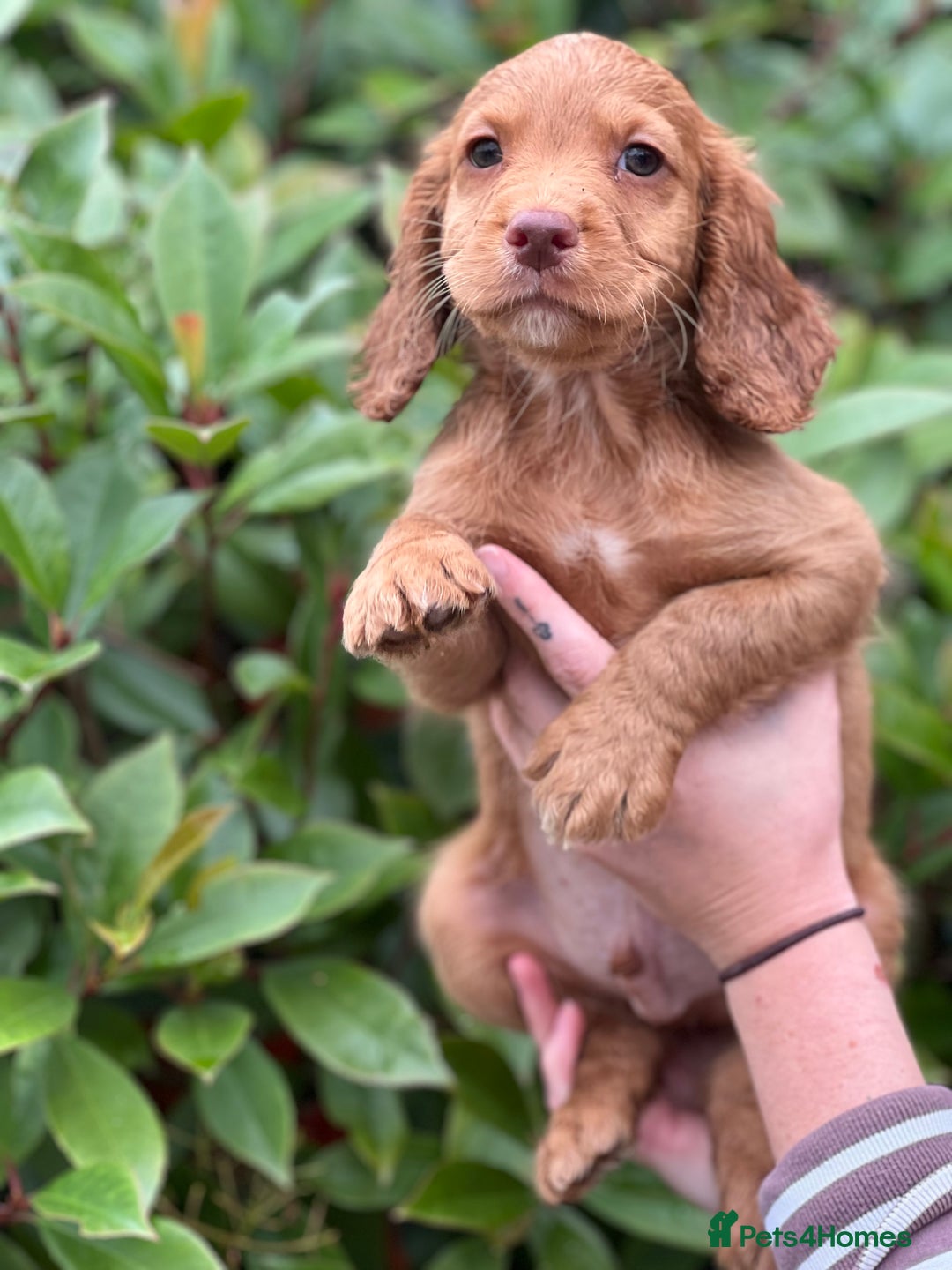 Cocker Spaniel dogs for sale: 2 Red working cocker spaniel puppies - Image 22