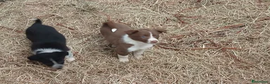 Border Collie Puppy 3