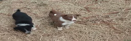Border Collie dogs for sale: Farm collie puppies  - Advert 9