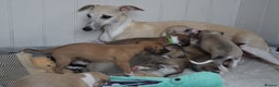 Whippet dogs for sale: Quality show/ Lure coursing girl - Advert 4