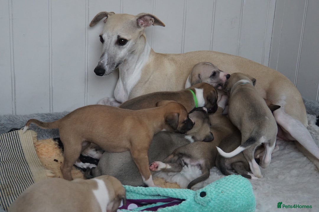 Whippet dogs for sale: Quality show/ Lure coursing girl - Advert 4