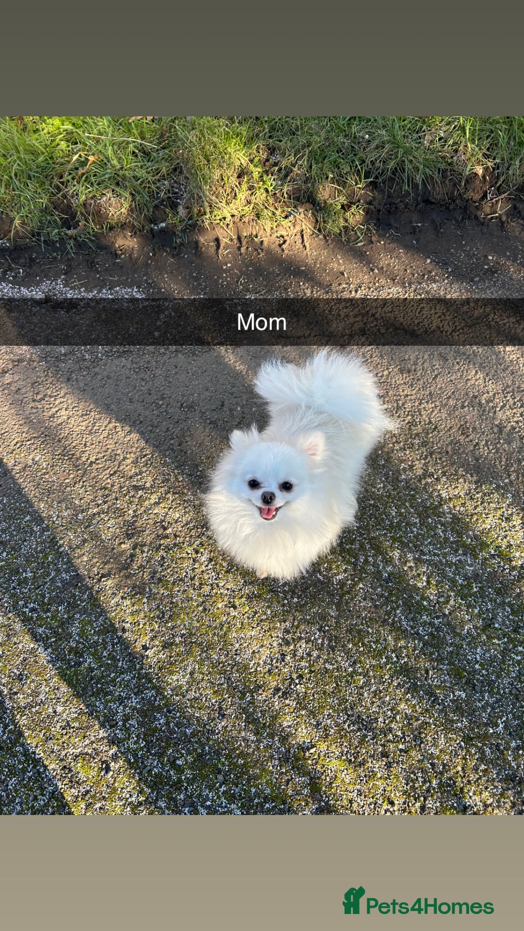 Pomeranian dogs for sale: ICE white Pomeranian girl READY NOW  - Image 13