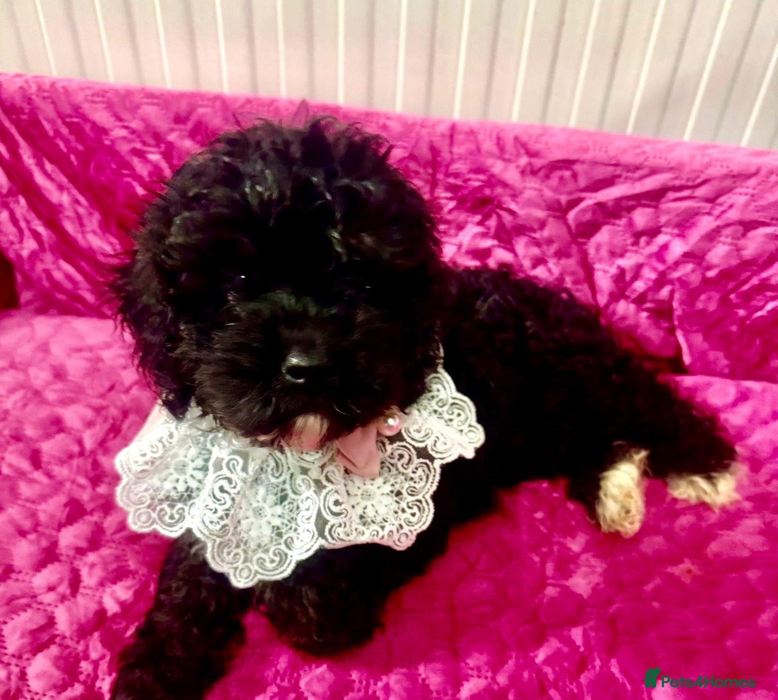 Cavapoo dogs F1 Cavapoos  - Advert 1