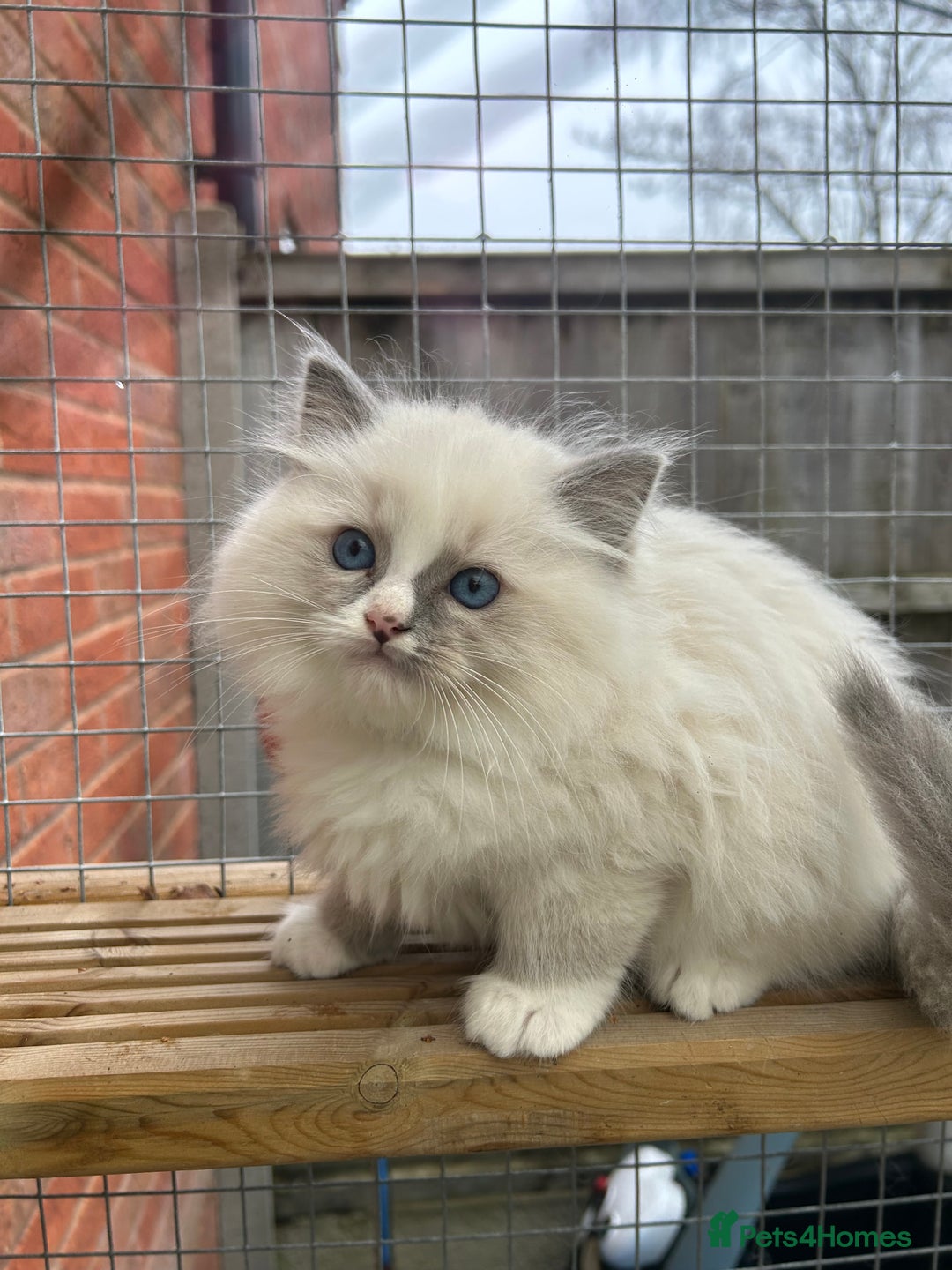 Ragdoll cats for sale: **Extra fluffy, TICA reg ragdoll baby** - Advert 7