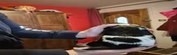 Springador dogs for sale: Springador X English springer spaniel pups - Advert 3