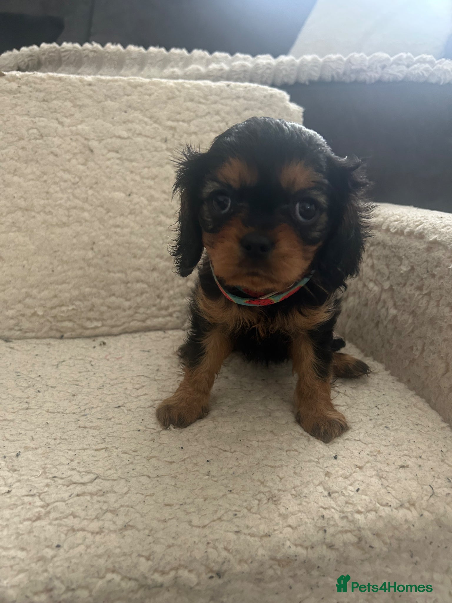 Cavalier King Charles Spaniel dogs One beautiful Black and Tan girl  - Advert 14