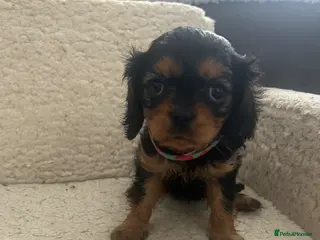 Cavalier King Charles Spaniel dogs One beautiful Black and Tan girl - Advert 16