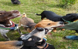 Japanese Shiba Inu dogs for adoption: Kyoto, 1 yr old female Shiba Inu X for adoption - Image 10