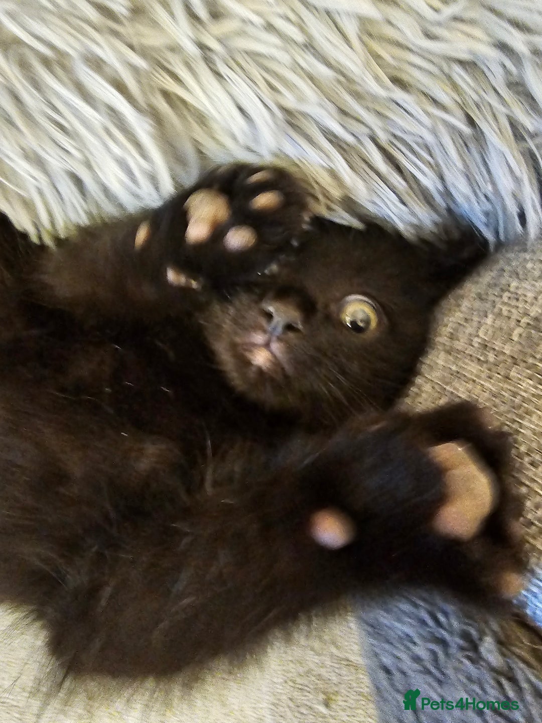 Mixed Breed cats for sale: 3 playful kittens  - Image 27