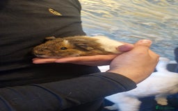 Guinea Pig rodents for sale: 2 Male Guinea Pigs- with a large cage&accessories. - Image 10