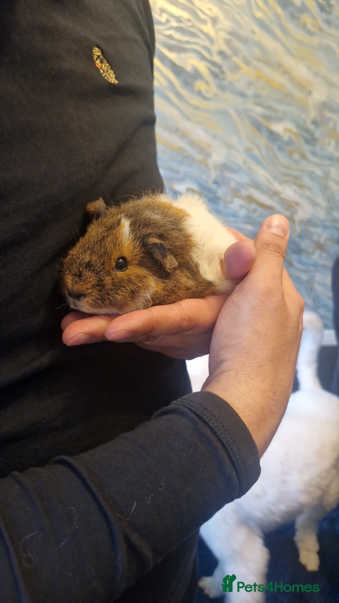 Guinea Pig rodents for sale: 2 Male Guinea Pigs- with a large cage&accessories. - Image 10