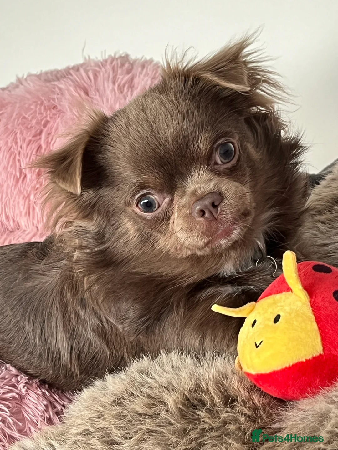 Chihuahua dogs for stud: Gorgeous Lilac & Tan Long Coat boy for STUD in Dundee - Advert 3