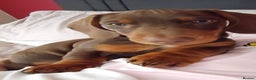 Miniature Dachshund dogs for stud: Chocolate and tan miniature dacshund for stud - Advert 4