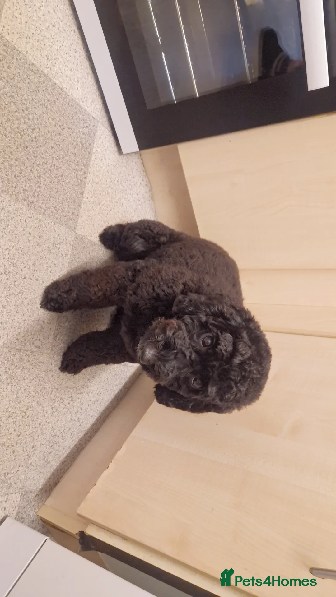 Cockapoo dogs for sale: Toy cockerpoos  - Advert 3