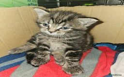 Russian Blue cats for sale: Russian blue mix - Image 19