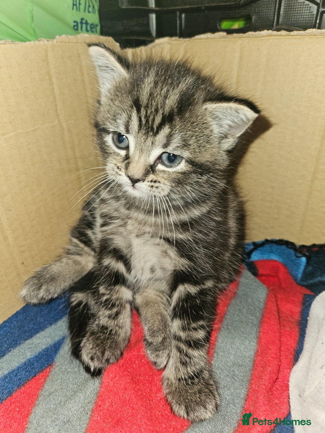 Russian Blue cats for sale: Russian blue mix - Image 19