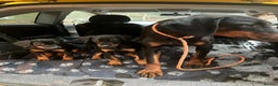 Dobermann dogs for sale: Black and Tan Doberman puppies for sale  - Advert 7