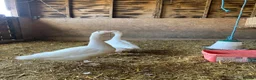 Geese poultry for sale: A pair of Emden Geese in Langport - Advert 3