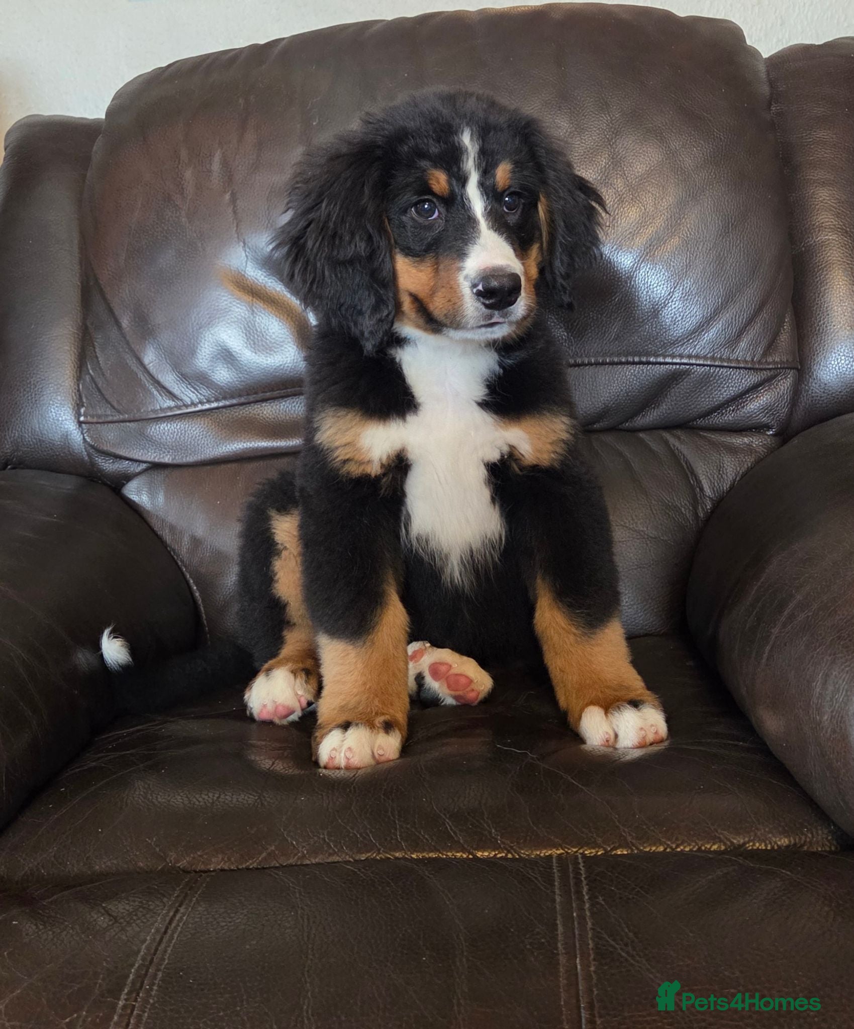 Bernese Mountain Dog dogs Beautiful Bernese Mountain puppies  - Advert 1