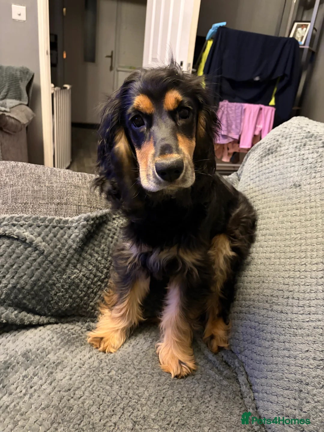 Cocker Spaniel dogs for sale: Cocker Spaniel  in Manchester - Advert 1