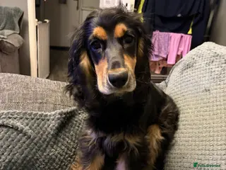 Cocker Spaniel dogs Cocker Spaniel in Manchester - Advert 8