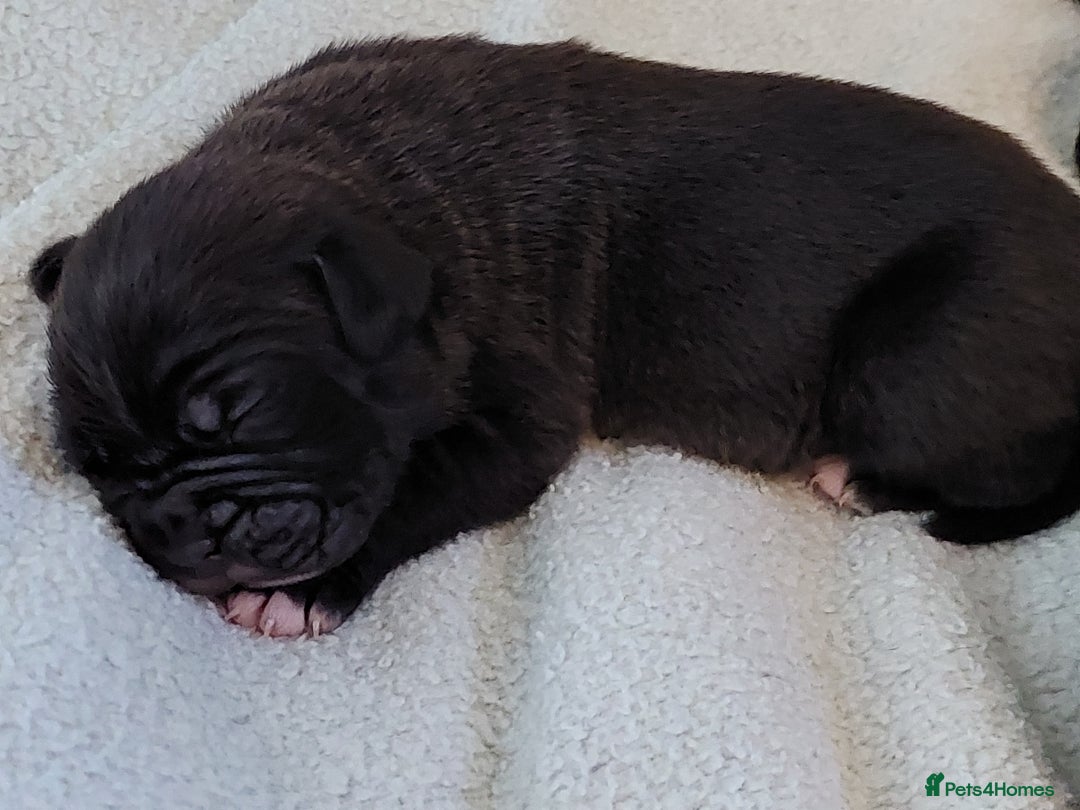Mixed Breed dogs for sale: Cane Corso cross American bulldog puppy's  - Advert 26