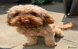 Cockapoo dogs for stud: Male Cockapoo  - Image 2