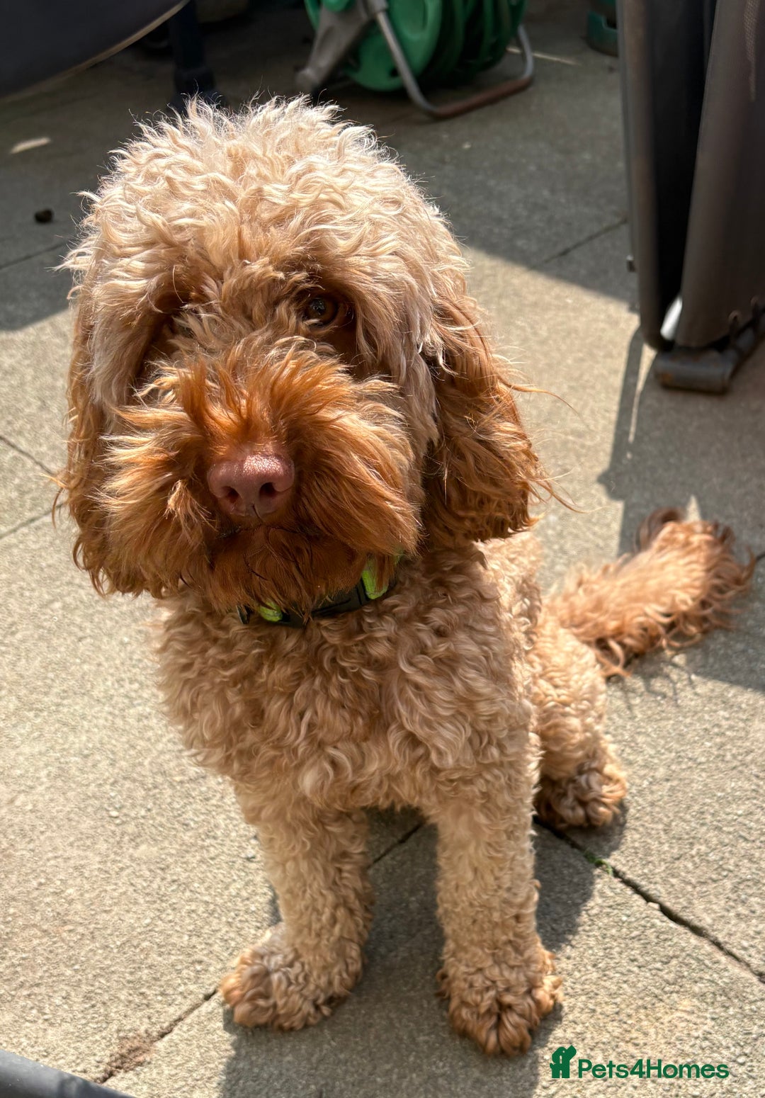 Cockapoo dogs for stud: Male Cockapoo  - Image 2