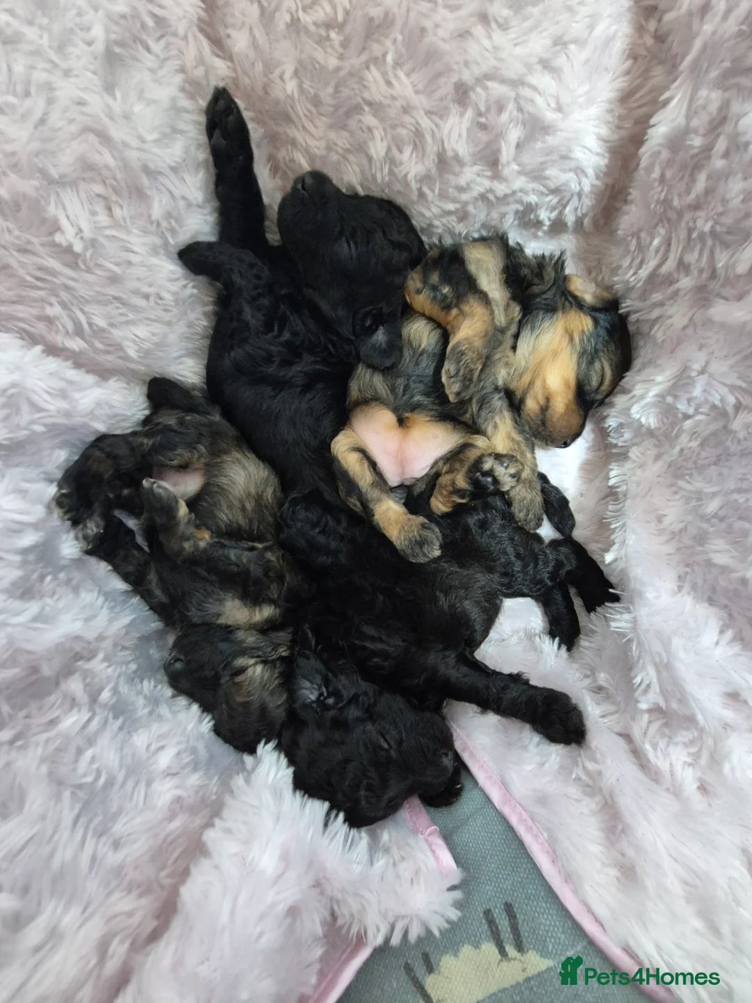 Toy Poodle dogs for sale: Toy Poodle - Advert 2