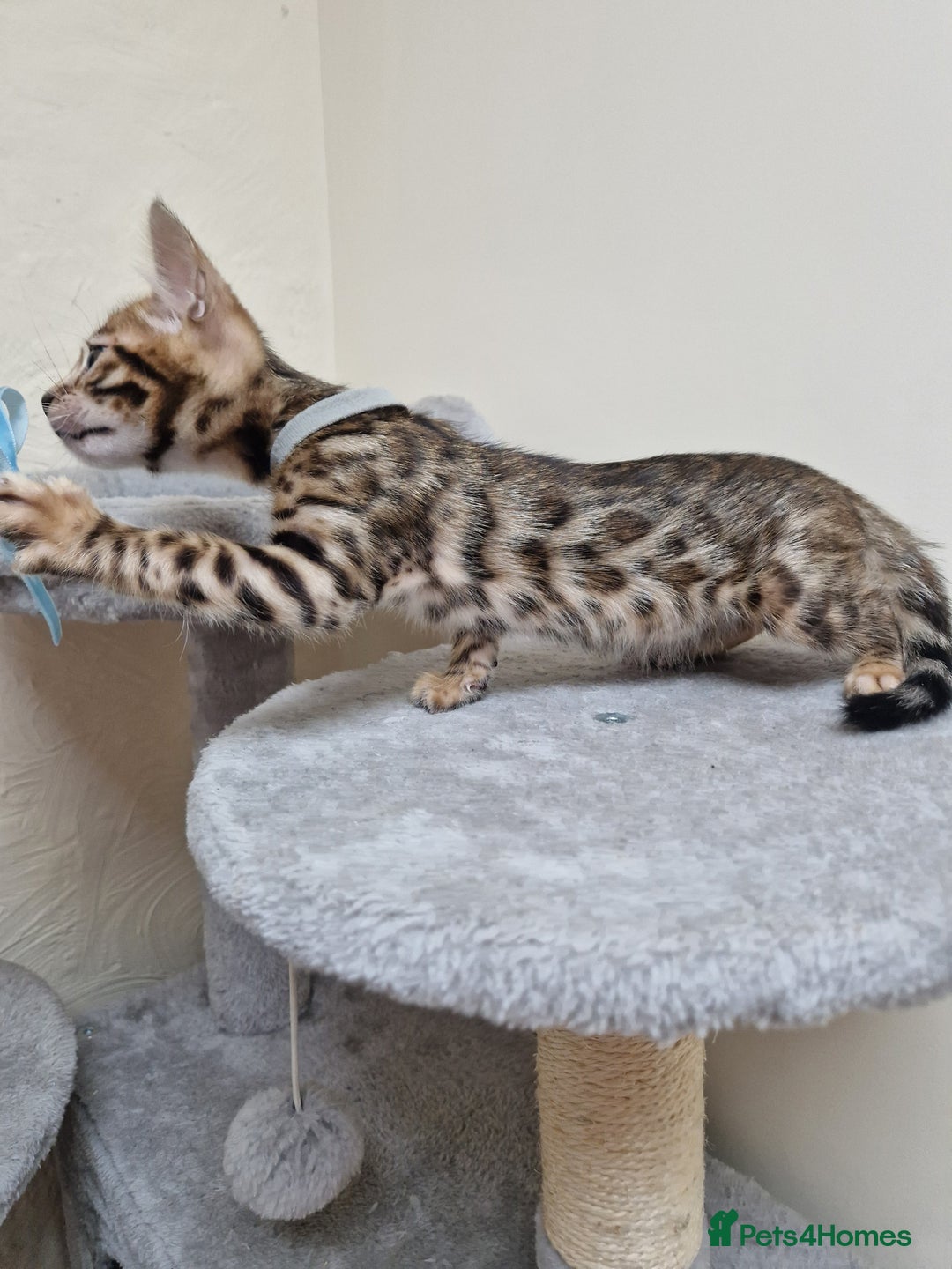 Bengal cats for sale: Pure Bred Male Bengal Kitten READY NOW - Image 4