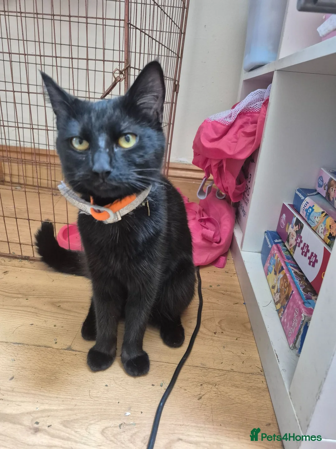 Mixed Breed cats for sale: Kitten  - Advert 10