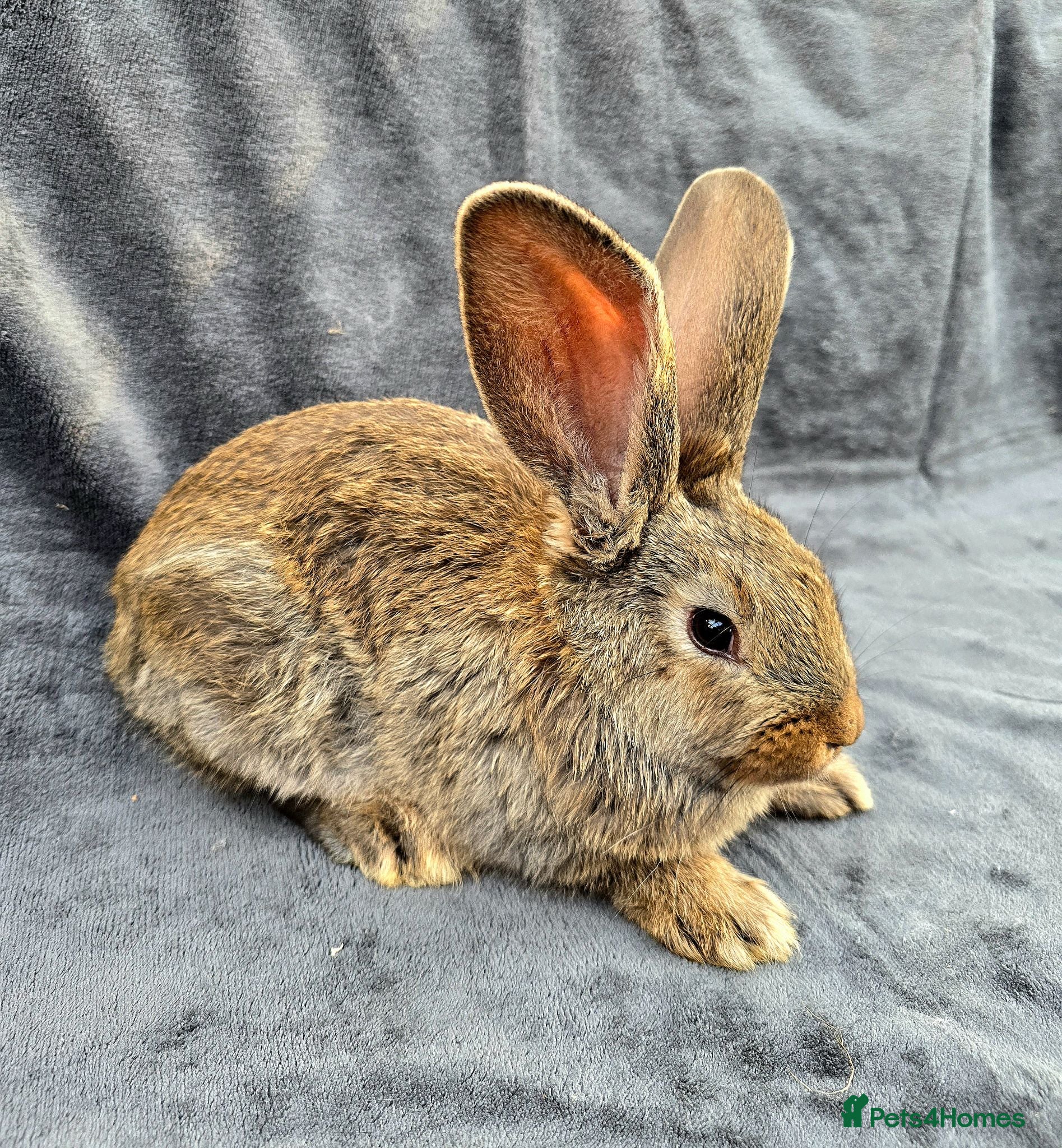 Continental Giant rabbits Stunning pure continental giants  - Advert 2