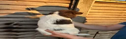 English Springer Spaniel dogs for sale: Male FTCh Sired ESS Puppy ready for forever homes - Advert 24