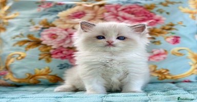 Ragdoll cats - Advert 14