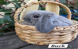 Mini Lop rabbits for sale: Pure bred Mini Lop Bunnies - Image 4
