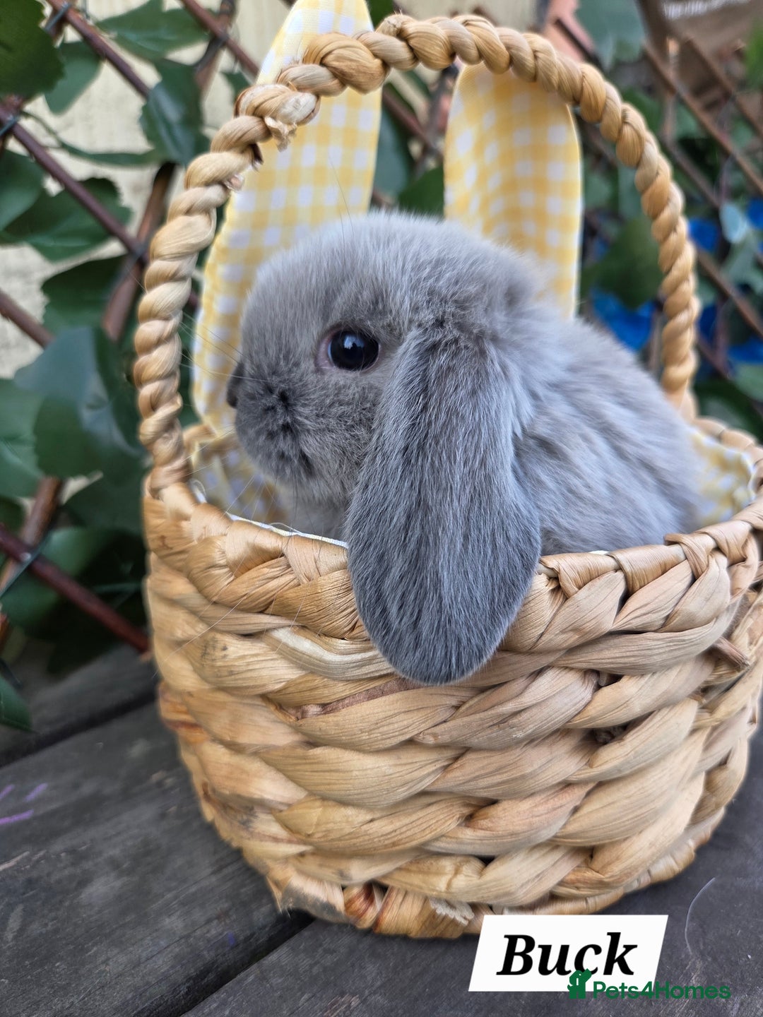 Mini Lop rabbits for sale: Pure bred Mini Lop Bunnies - Image 4