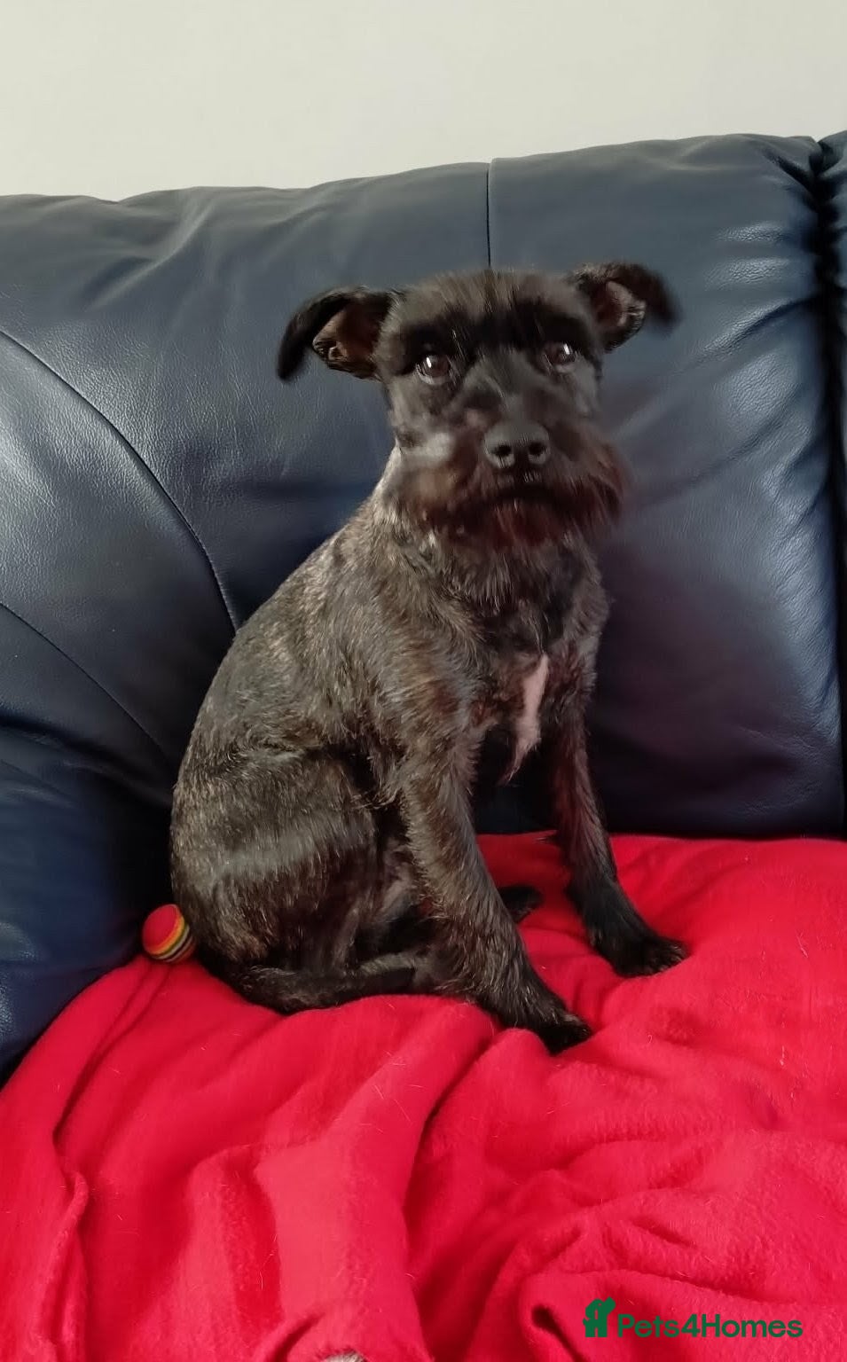 Miniature Schnauzer dogs 6 Miniature Schnauzer puppies - Advert 1