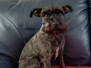 Miniature Schnauzer dogs 6 Miniature Schnauzer puppies - Advert 2