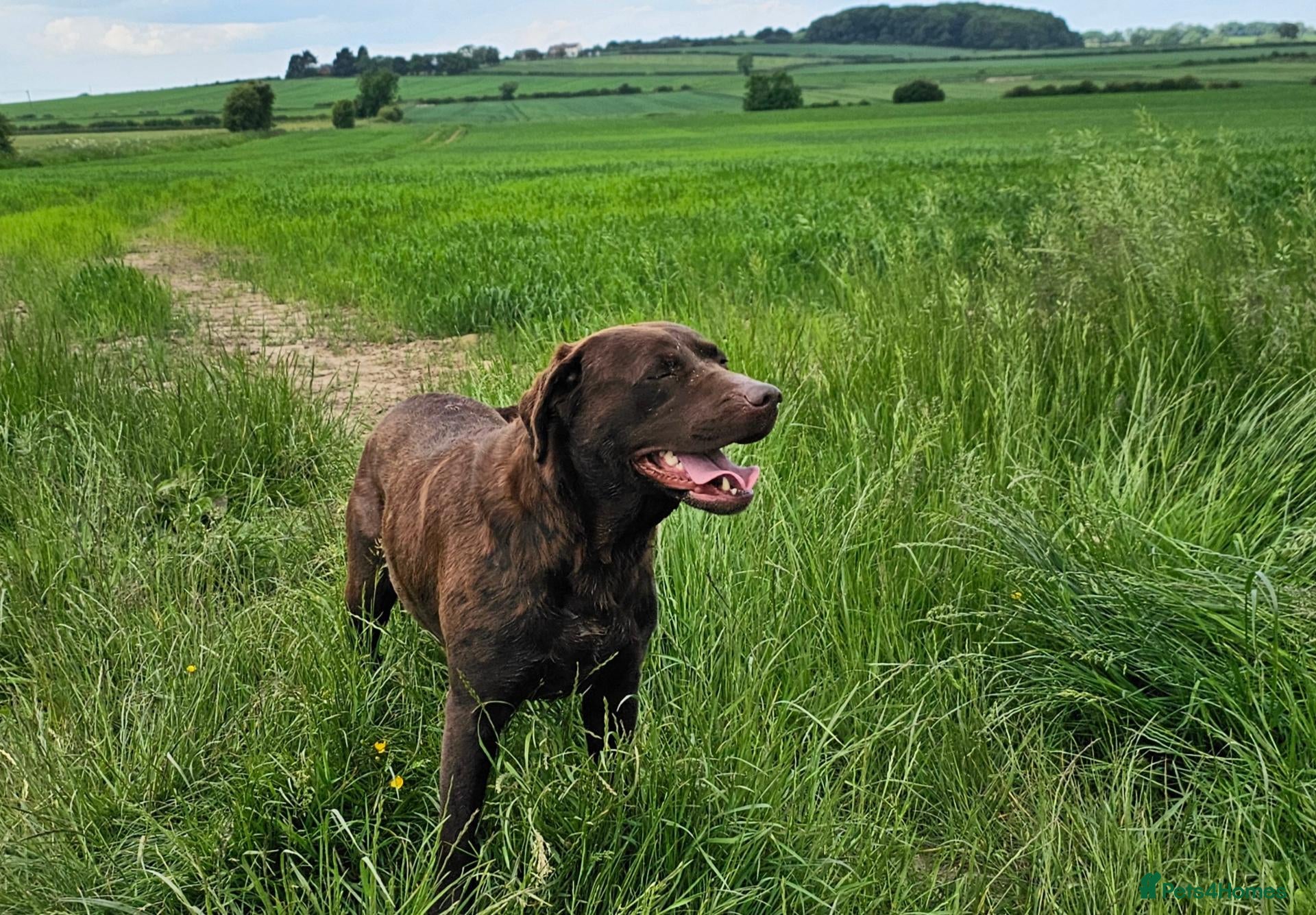 Labrador Retriever dogs BEAUTIFUL 6 YEAR OLD CHOCOLATE LABRADOR - Advert 1