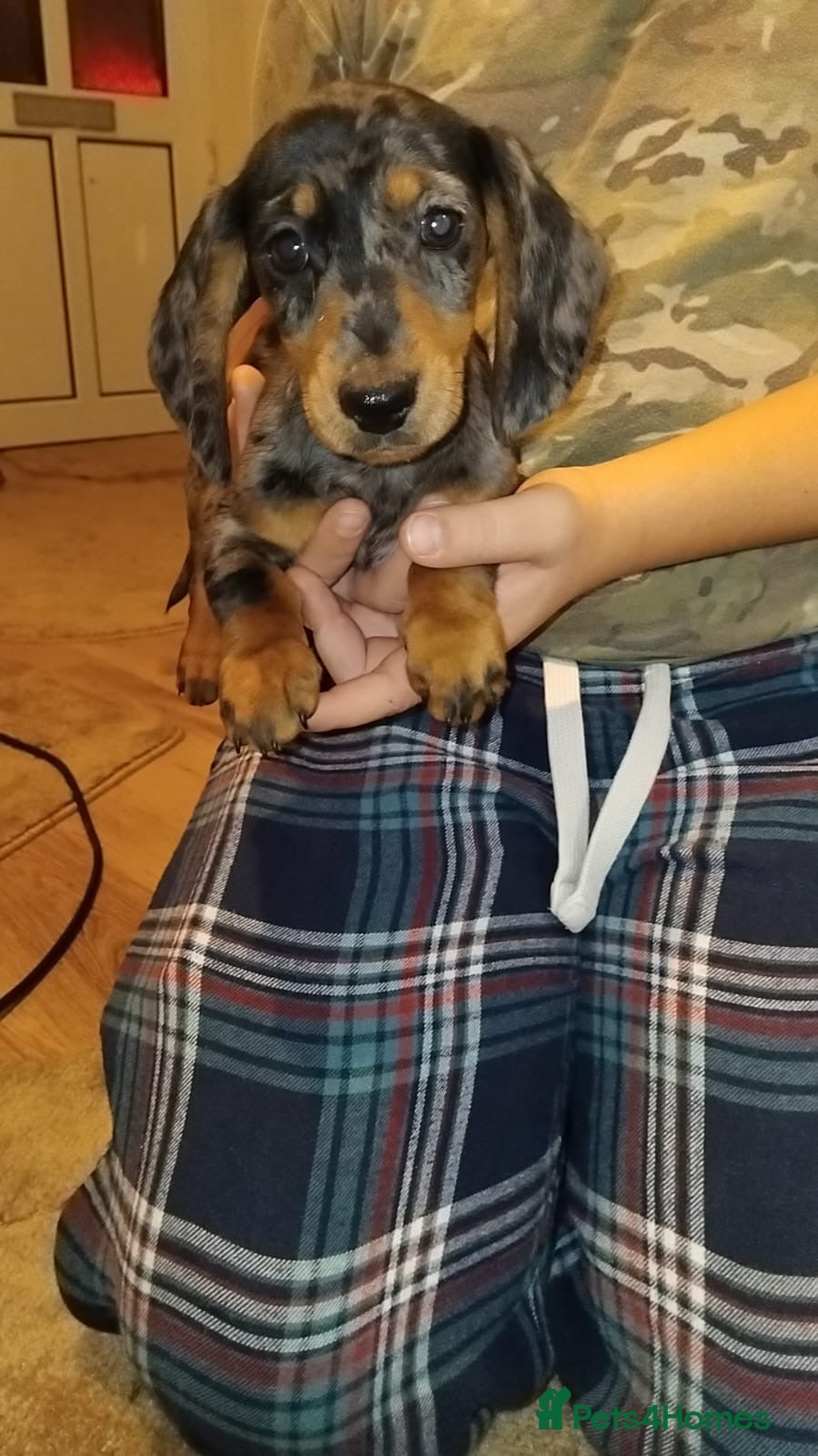 Dachshund dogs Dachshund puppies - Advert 5