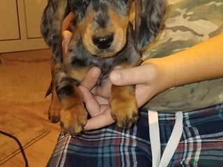 Dachshund dogs Dachshund puppies - Advert 4