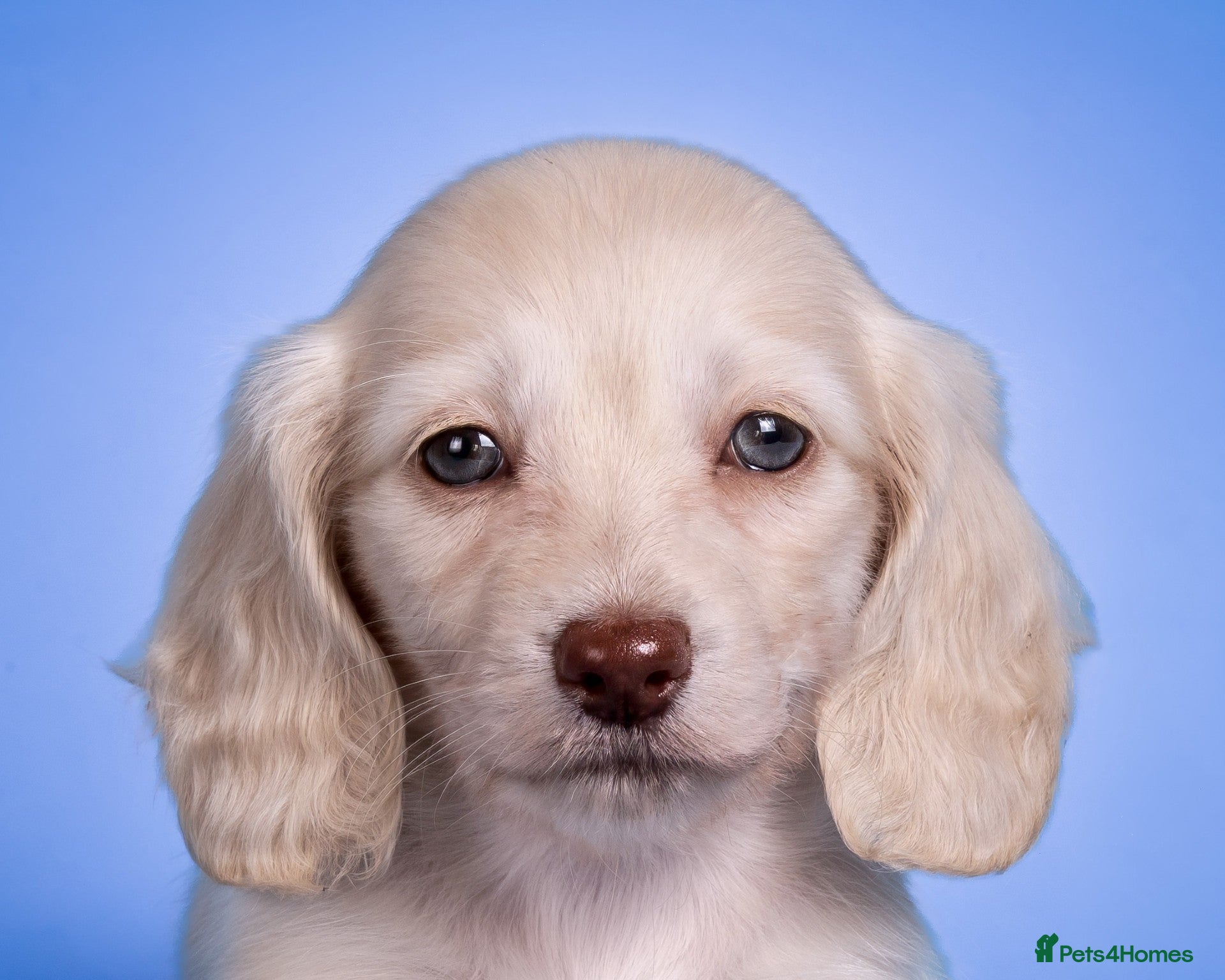 Miniature Dachshund dogs Cream Longhaired Miniature Dachshund - Advert 1