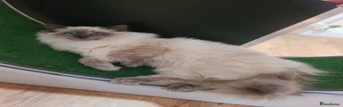 Ragdoll Kitten 1 - Pusia