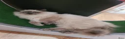 Ragdoll cats for sale: Pusia, Zorro, Kojak - Advert 7