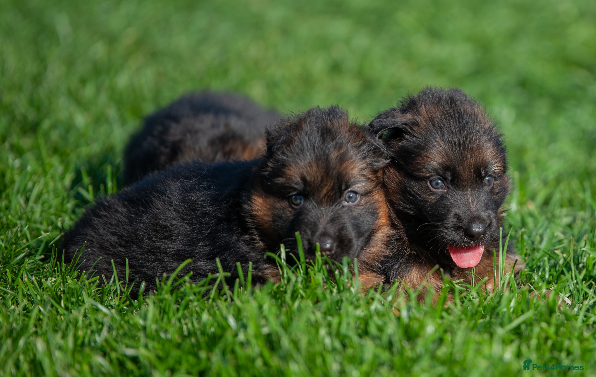 German Shepherd dogs for sale: ❤️🐾 Beautiful Long-Haired GSD Puppies🐾❤️ - Advert 17