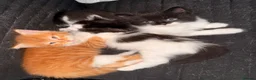 British Longhair cats for sale: Chunky long haired kittens  - Advert 7