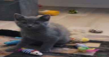 British Shorthair cats - Advert 5