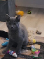 British Shorthair cats - Advert 15